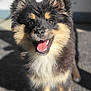 animal, black, brown, canine, closeup, cute, dog, ears, face, fluffy, fur, happy, outdoor, pet, portrait, smiling, sunlight, teeth, tongue, white