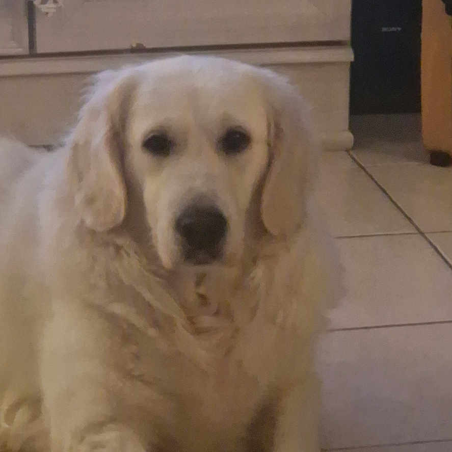Sibye participe au concours pour gagner de l'argent avec cette photo : animal, cabinet, calm, cozy, decoration, dog, domestic, fur, furniture, golden_retriever, heart_shape, home, indoor, looking_at_camera, lying_down, pet, portrait, quiet, tile_floor, white