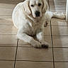 Sibye a rejoint le concours — aidez-le/la à gagner de superbes lots ! animal, calm, canine, companion, dog, domestic, door, floor_tiles, fur, golden_retriever, hallway, indoor, light_and_shadow, lying_down, mammal, pet, portrait, quiet, resting, tiled_floor