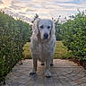 Sibye a rejoint le concours — aidez-le/la à gagner de superbes lots ! animal, bushes, canine, clouds, daylight, dog, fur, garden, golden_retriever, grass, landscape, mammal, nature, outdoor, peaceful, pet, sky, standing, stone_pathway, walking