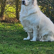 Sibye a rejoint le concours — aidez-le/la à gagner de superbes lots ! animal, bushes, canine, daylight, dog, fur, garden, grass, greenery, leafy, mammal, nature, outdoor, peaceful, pet, portrait, sitting, sunlight, watchful, white_dog