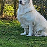 animal, bushes, canine, daylight, dog, fur, garden, grass, greenery, leafy, mammal, nature, outdoor, peaceful, pet, portrait, sitting, sunlight, watchful, white_dog
