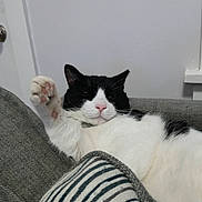 Junior is registered to the contest to win money with this photo: cat, black_and_white, paw, couch, striped_pillow, relaxed, indoor, pet, feline, whiskers, pink_nose, upraised_paw, fur, home, resting, cozy, domestic_animal, cute, animal, living_room