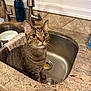 Bilbo is registered to the contest to win money with this photo: cat, tabby, tabby_cat, sink, kitchen, countertop, faucet, window, towel, dish, bowl, drain, whiskers, pet, indoor, portrait, tiled_backsplash, granite_countertop, stainless_steel, curious