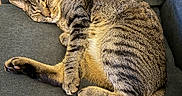 Bilbo is registered to the contest to win money with this photo: cat, close_up, couch, cozy, domestic_cat, feline, fur, household, indoor, nap, paws, pet, relaxed, resting, sleeping_cat, stripes, tabby_cat, tail, upholstery, whiskers