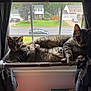 cat, tabby_cat, two_cats, window_hammock, window, curtains, indoor, pet, feline, pair, lounging, cozy, whiskers, paws, domestic, sunlight, suburban_street, house, car, windowsill