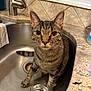 cat, tabby, tabby_cat, sink, kitchen_sink, faucet, countertop, tile_backsplash, whiskers, yellow_eyes, pet, indoor, portrait, curious, water_bowl, paw, ears, drain, marble_countertop, domestic_cat