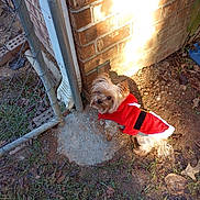 Rebell is registered to the contest to win money with this photo: animal, brick_wall, canine, chain_link_fence, costume, curious, cute, dirt, dog, fence_post, grass, leaves, looking_back, outdoor, pet, red_outfit, shadow, small_dog, sunlight, yard