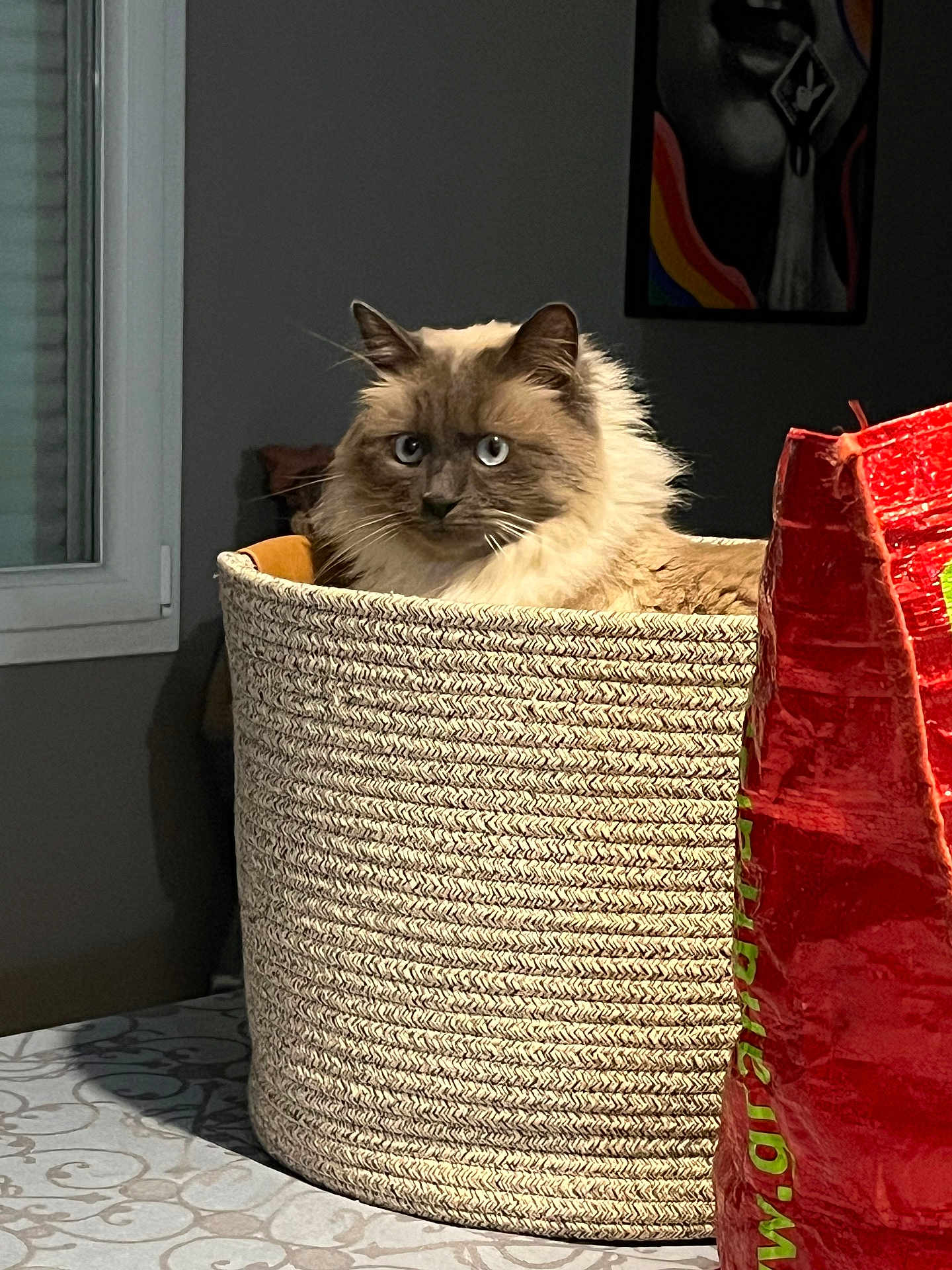 Eden a rejoint le concours — aidez-le/la à gagner de superbes lots ! cat, blue_eyes, fluffy, basket, woven_basket, indoor, table, red_bag, shadow, window, curious, pet, fur, cozy, domestic, animal, feline, home, soft_light, contrast