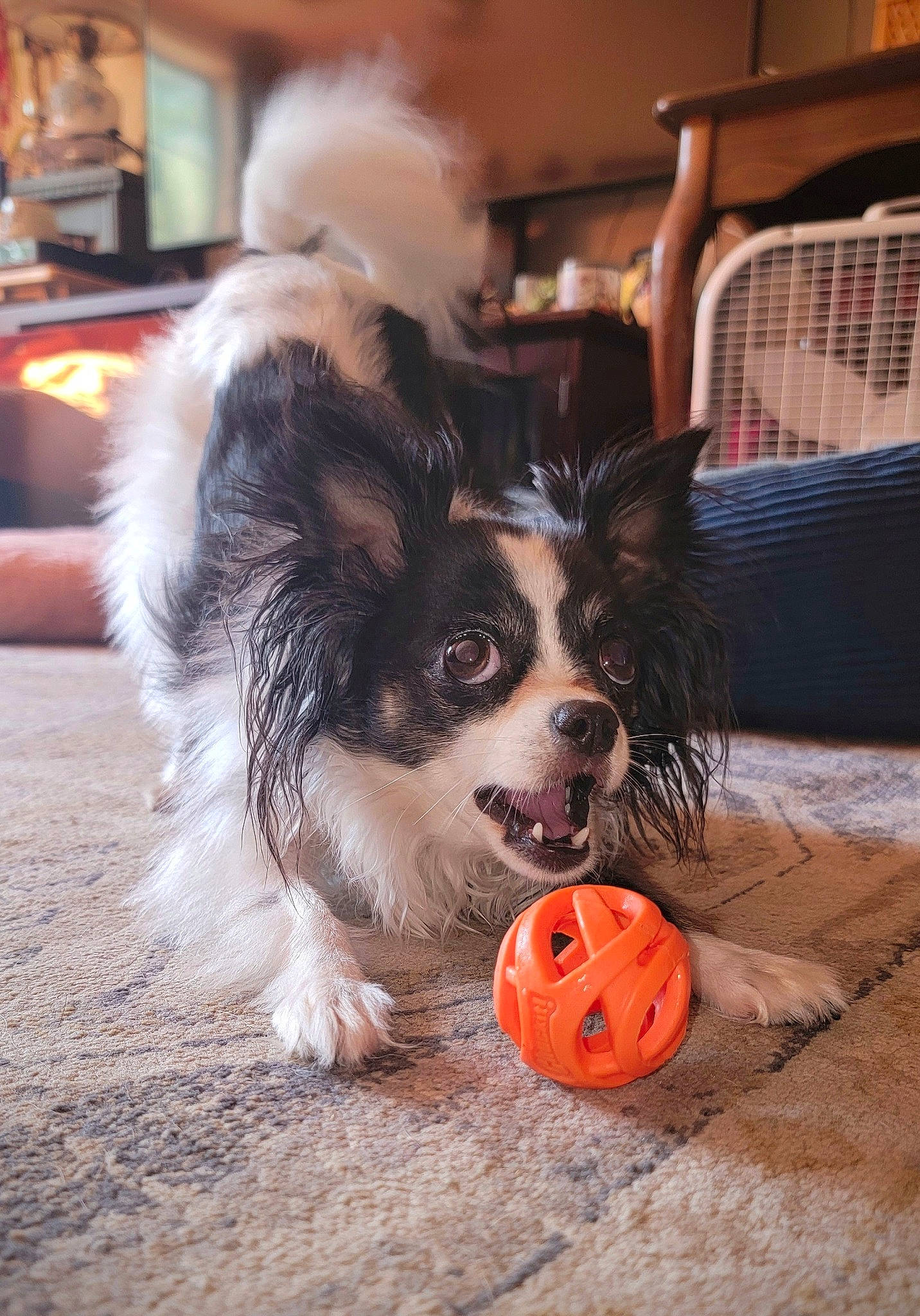 Elly May is registered to the contest to win money with this photo: ball, canidae, carnivore, chair, companion_dog, dog, dog_breed, dog_supply, dog_toy, fawn, flooring, fur, papillon, snout, sporting_group, sports_equipment, tail, toy_dog, whiskers, working_animal