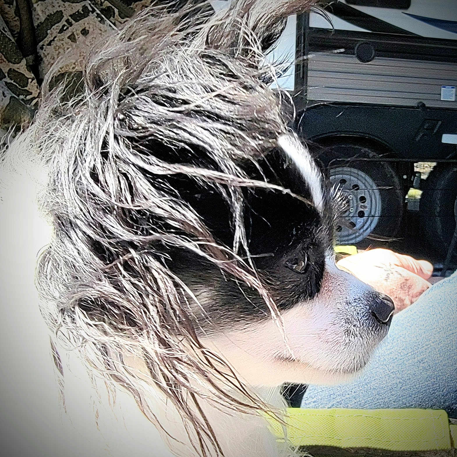 Elly May joined the competition — help win amazing prizes! art, automotive_design, automotive_tire, black_hair, dress, eyelash, eyewear, fashion_accessory, flash_photography, fur, hat, headpiece, helmet, monochrome, personal_protective_equipment, sunglasses, tire, vehicle_door, wheel, whiskers