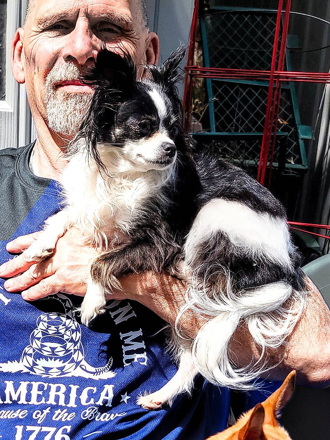 Elly May is registered to the contest to win money with this photo: beard, carnivore, companion_dog, dog, dog_breed, ear, event, eyewear, formal_wear, fur, gesture, happy, moustache, small_terrier, snout, sunglasses, tie, toy_dog, working_animal, wrinkle