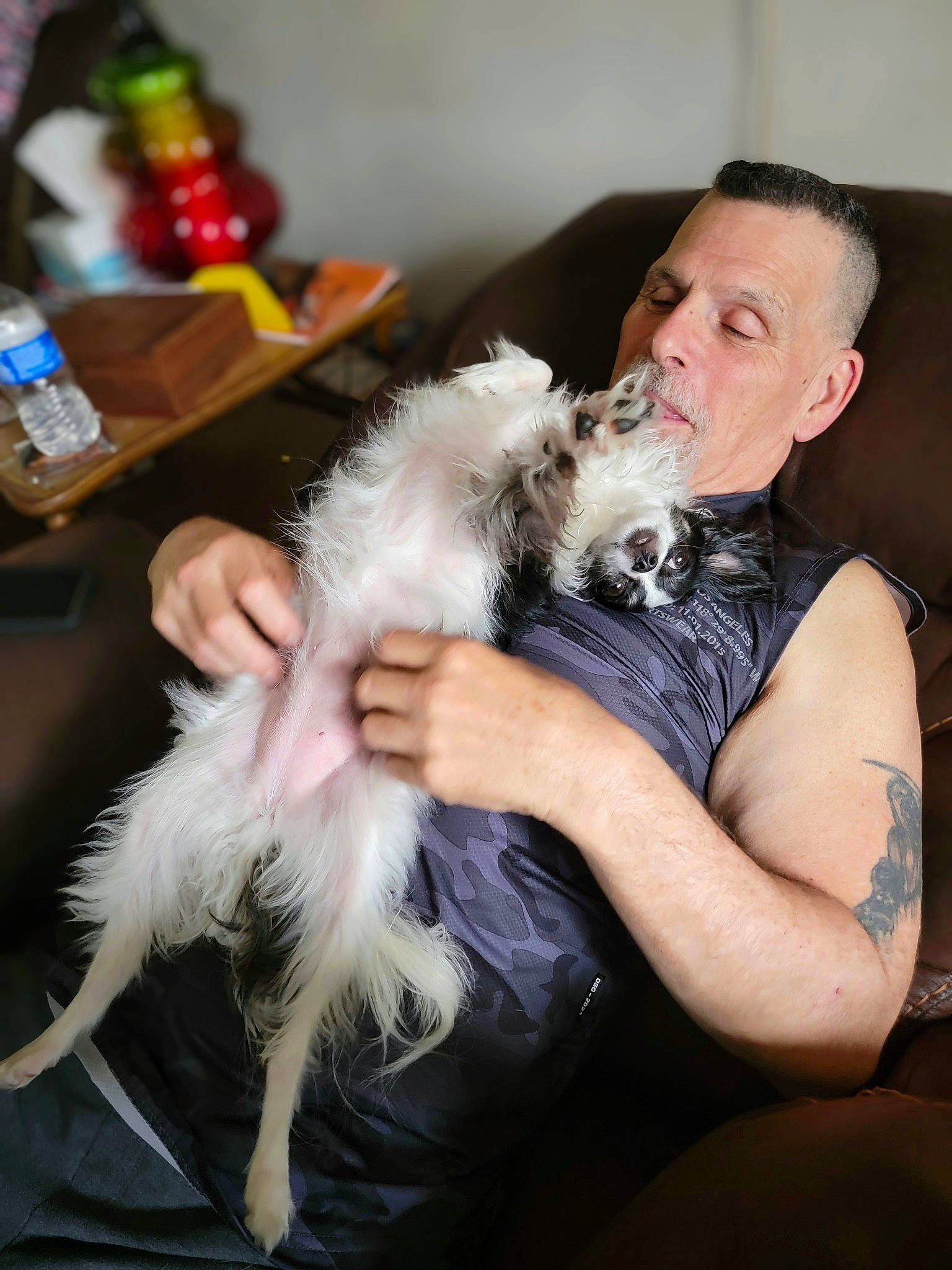 Elly May is registered to the contest to win money with this photo: beard, canidae, carnivore, chair, claw, companion_dog, dog_breed, ear, facial_hair, felidae, formal_wear, fur, lap, sitting, small_terrier, small_to_medium_sized_cats, sporting_group, terrier, toy_dog, whiskers