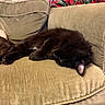 Magic is registered to the contest to win money with this photo: black_cat, blanket, cat, couch, cozy, cushion, domestic_animal, ear, fur, human_arm, indoor, living_room, nap, paw, pet, plaid, relaxed, sleeping, sofa, upholstery