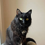 Magic is registered to the contest to win money with this photo: black_cat, cat, cat_bed, close_up, cozy, curious, domestic_animal, ears, feline, fur, gaze, green_eyes, indoor, long_hair, mammal, pet, portrait, sitting, soft_bed, whiskers