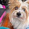 Soki participe au concours pour gagner de l'argent avec cette photo : dog, small_dog, shaggy_dog, long_hair, fluffy, brown_and_white, close_up, portrait, animal, pet, companion_animal, large_eyes, black_nose, facial_hair, indoors, home, blanket, colorful_background, looking_at_camera, cute