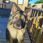Thor Ragnar participe au concours pour gagner de l'argent avec cette photo : dog, german_shepherd, outdoor, wooden_deck, sunlight, ears, fur, pet, canine, animal, nature, daytime, trees, sky, building, window, railing, face, portrait, curious