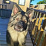 dog, german_shepherd, outdoor, wooden_deck, sunlight, ears, fur, pet, canine, animal, nature, daytime, trees, sky, building, window, railing, face, portrait, curious