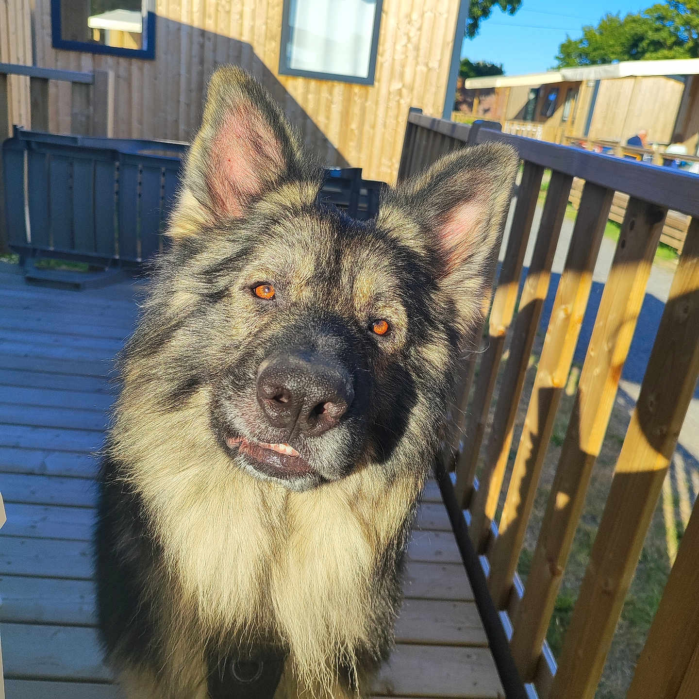 Thor Ragnar participe au concours pour gagner de l'argent avec cette photo : animal, building, canine, curious, daytime, dog, ears, face, fur, german_shepherd, nature, outdoor, pet, portrait, railing, sky, sunlight, trees, window, wooden_deck