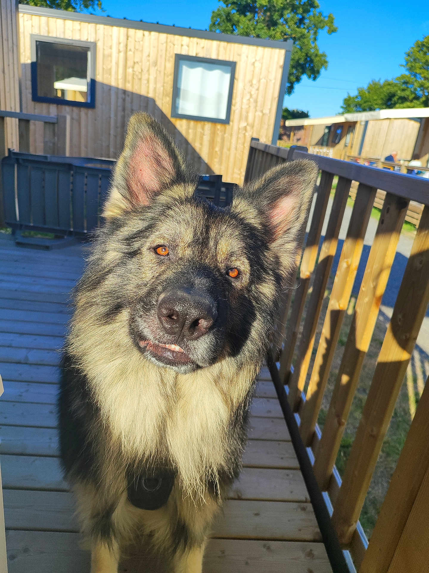 Thor Ragnar participe au concours pour gagner de l'argent avec cette photo : dog, german_shepherd, outdoor, wooden_deck, sunlight, ears, fur, pet, canine, animal, nature, daytime, trees, sky, building, window, railing, face, portrait, curious