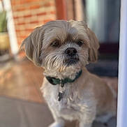 Max joined the competition — help win amazing prizes! animal, brick_wall, brown, canine, collar, companion, curious, cute, daylight, dog, domestic_animal, fluffy, fur, outdoor, pet, porch, portrait, sitting, small_dog, white