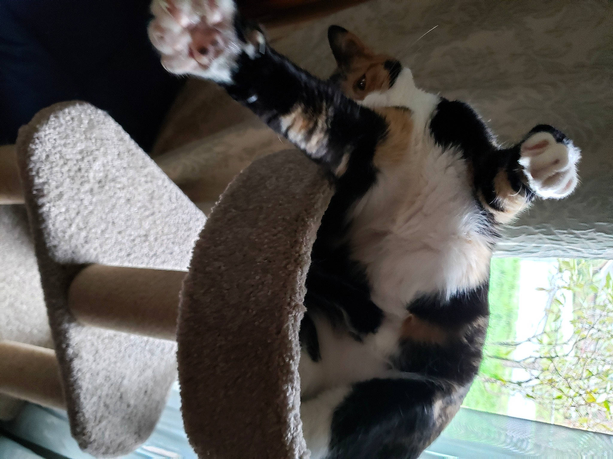 Chimera is registered to the contest to win money with this photo: carnivore, cat, cat_bed, cat_supply, domestic_short_haired_cat, felidae, fur, pet_supply, silver, small_to_medium_sized_cats, snout, tail, terrestrial_animal, vertebrate, whiskers