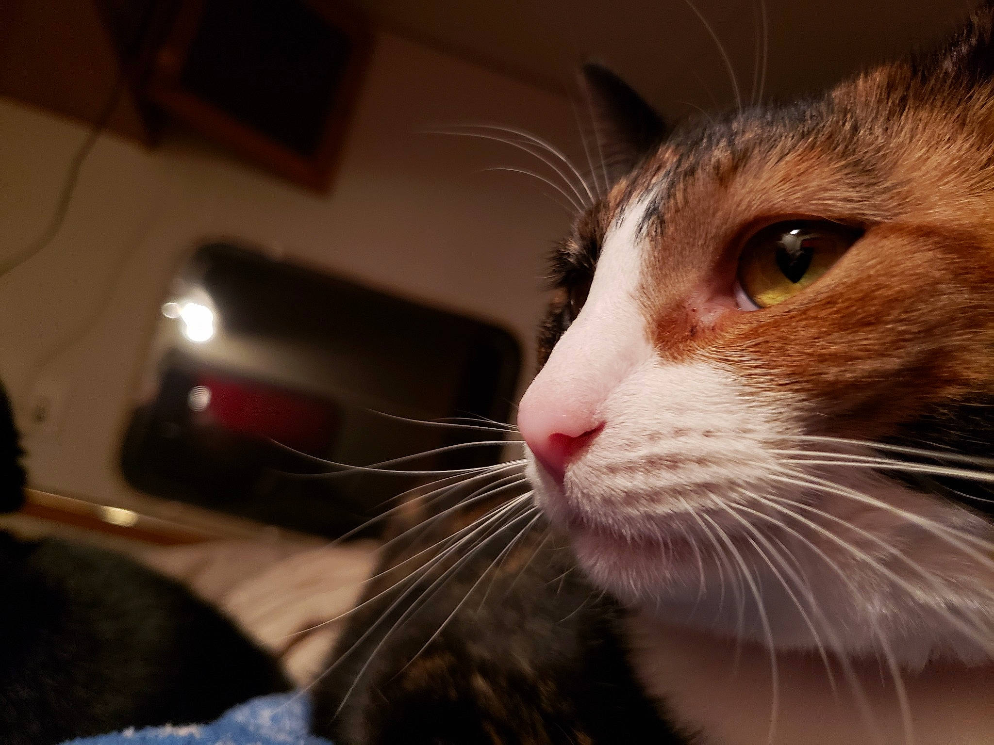 Chimera is registered to the contest to win money with this photo: carnivore, cat, curious, domestic_short_haired_cat, felidae, fur, iris, photography, small_to_medium_sized_cats, snout, vertebrate, whiskers