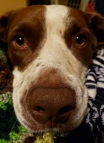 Yoda is registered to the contest to win money with this photo: brown, canidae, carnivore, close_up, companion_dog, dog, dog_breed, fawn, jaw, liver, organ, pet_supply, skin, snout, sporting_group, terrestrial_animal, vertebrate, whiskers, working_animal, working_dog