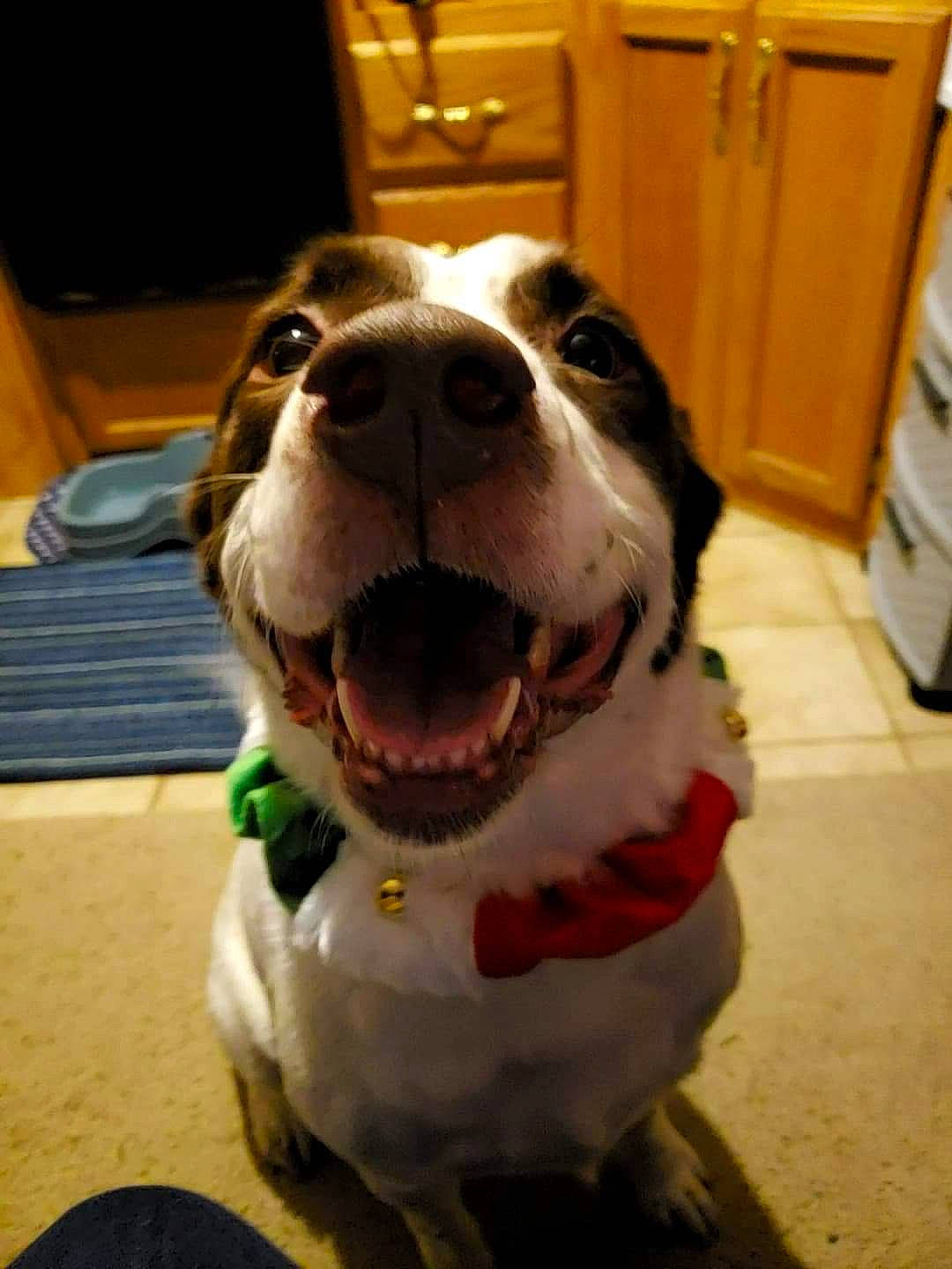 Yoda joined the competition — help win amazing prizes! cabinetry, canidae, carnivore, collar, companion_dog, dog, dog_breed, dog_collar, dog_supply, door, fur, mammal, pet_supply, snout, sporting_group, tongue, tooth, vertebrate, wood_stain, working_animal