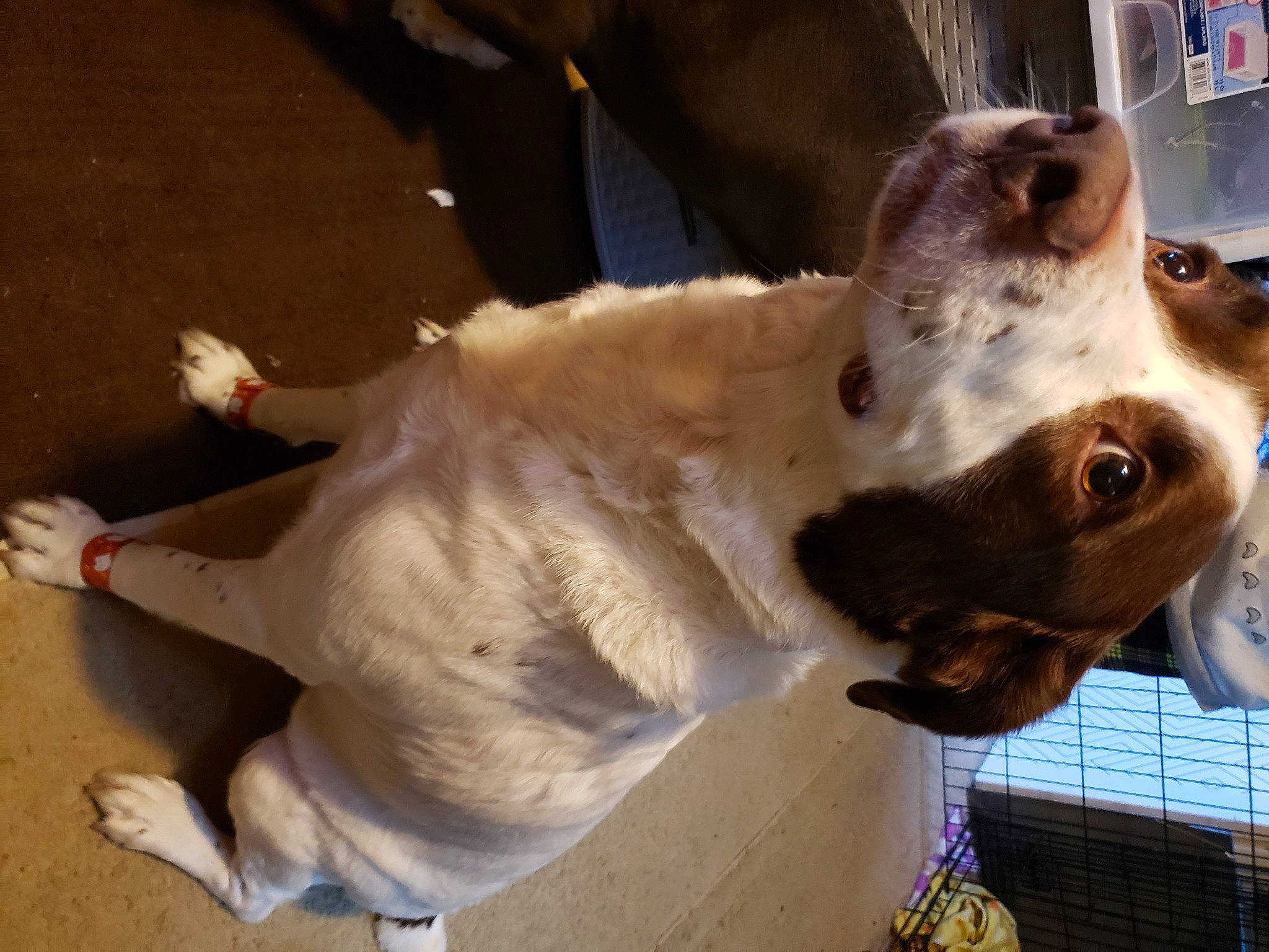 Yoda joined the competition — help win amazing prizes! canidae, carnivore, collar, companion_dog, dog, dog_breed, dog_collar, dog_supply, fur, hunting_dog, leash, mesh, pet_supply, snout, sporting_group, tail, vertebrate, whiskers, working_animal, working_dog