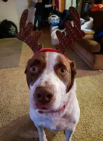 Yoda is registered to the contest to win money with this photo: canidae, carnivore, collar, companion_dog, dog, dog_breed, dog_collar, floor, flooring, liver, living_room, non_sporting_group, pet_supply, room, snout, sporting_group, working_animal, working_dog