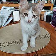 Ange participe au concours pour gagner de l'argent avec cette photo : kitten, cat, animal, pet, table, placemat, wood, indoor, calendar, television, furniture, domestic, curious, sitting, young, cute, fur, eyes, whiskers, home