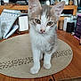 kitten, cat, animal, pet, table, placemat, wood, indoor, calendar, television, furniture, domestic, curious, sitting, young, cute, fur, eyes, whiskers, home
