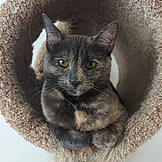 Nugget is registered to the contest to win money with this photo: cat, tortoiseshell, pet, animal, feline, cute, cozy, cat_tree, indoor, fur, whiskers, ears, eyes, resting, curious, closeup, portrait, playful, scratching_post, soft