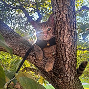 Lulu joined the competition — help win amazing prizes! adventure, animal, branch, cat, closeup, curious, daylight, fur, greenery, harness, leaves, lens_flare, mammal, nature, outdoor, pet, sunlight, tail, tree, wildlife