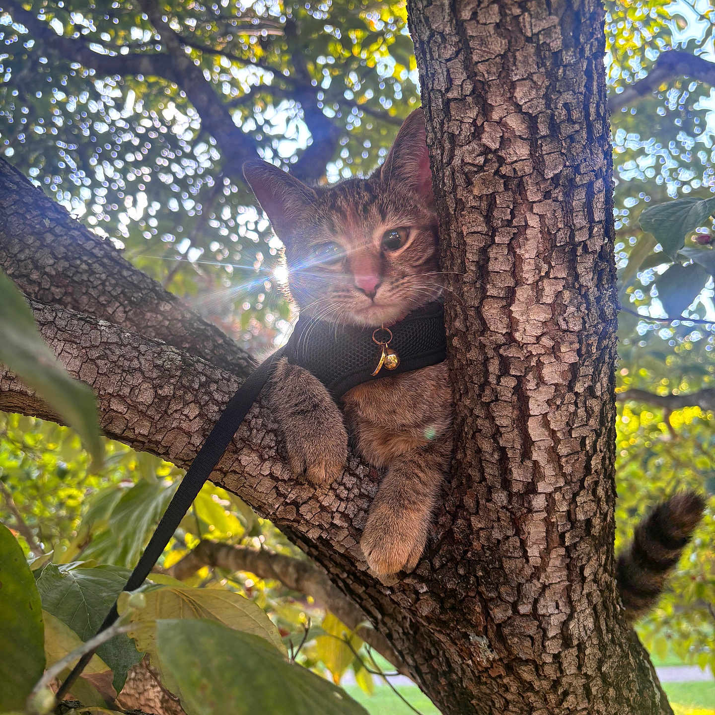 Lulu joined the competition — help win amazing prizes! adventure, animal, branch, cat, closeup, curious, daylight, fur, greenery, harness, leaves, lens_flare, mammal, nature, outdoor, pet, sunlight, tail, tree, wildlife