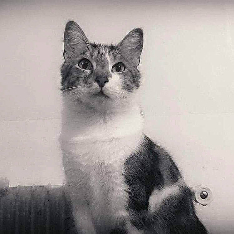 Game a rejoint le concours — aidez-le/la à gagner de superbes lots ! aegean_cat, american_wirehair, asian, black_and_white, carnivore, cat, domestic_short_haired_cat, european_shorthair, eye, felidae, kitten, mammal, monochrome, photography, small_to_medium_sized_cats, snapshot, snout, tabby_cat, vertebrate, whiskers