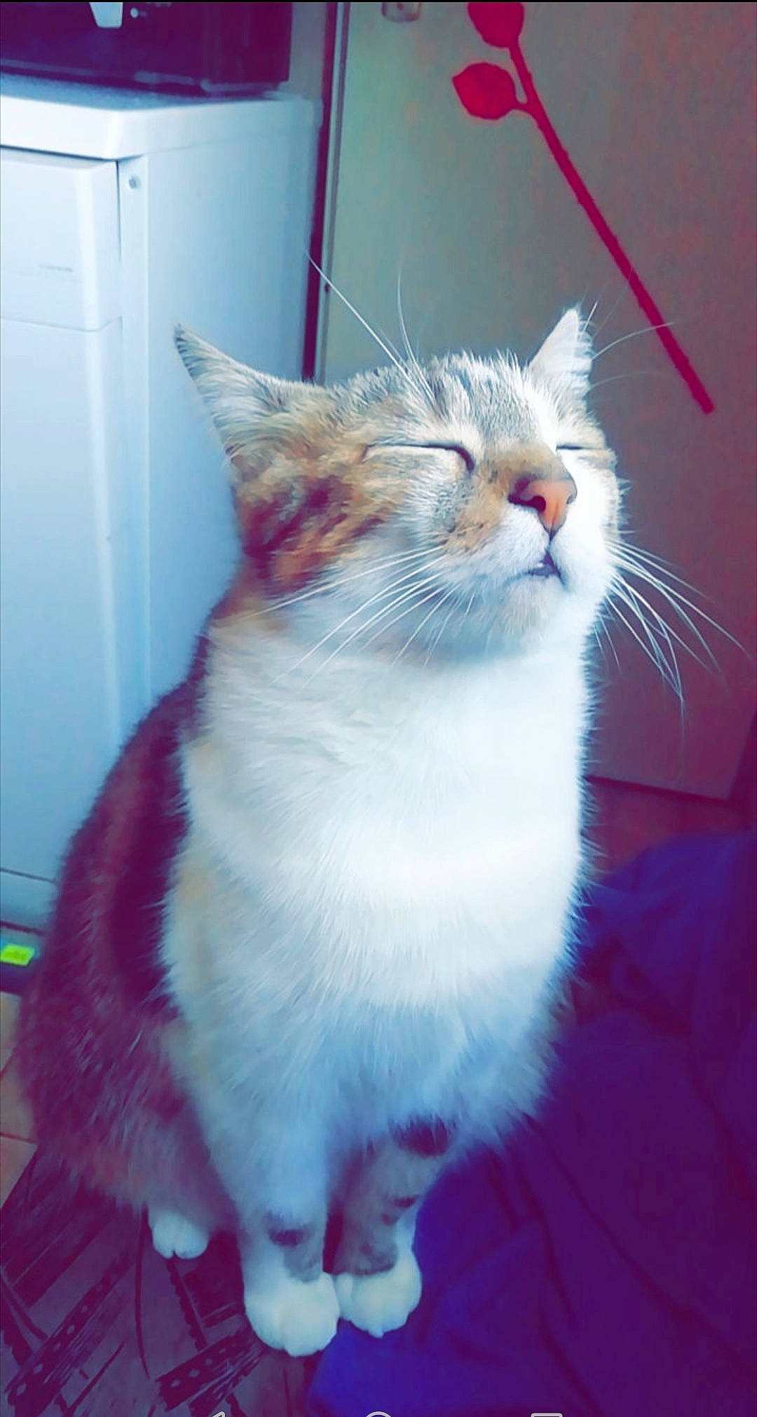 Game a rejoint le concours — aidez-le/la à gagner de superbes lots ! aegean_cat, asian, carnivore, cat, cymric, domestic_short_haired_cat, european_shorthair, felidae, fur, kitten, mammal, norwegian_forest_cat, ragamuffin, small_to_medium_sized_cats, snout, tail, turkish_angora, turkish_van, vertebrate, whiskers