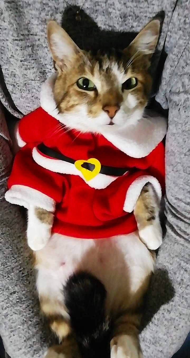 Game a rejoint le concours — aidez-le/la à gagner de superbes lots ! aegean_cat, american_wirehair, asian, bow_tie, carnivore, cat, domestic_short_haired_cat, european_shorthair, felidae, fictional_character, kitten, small_to_medium_sized_cats, tie, whiskers