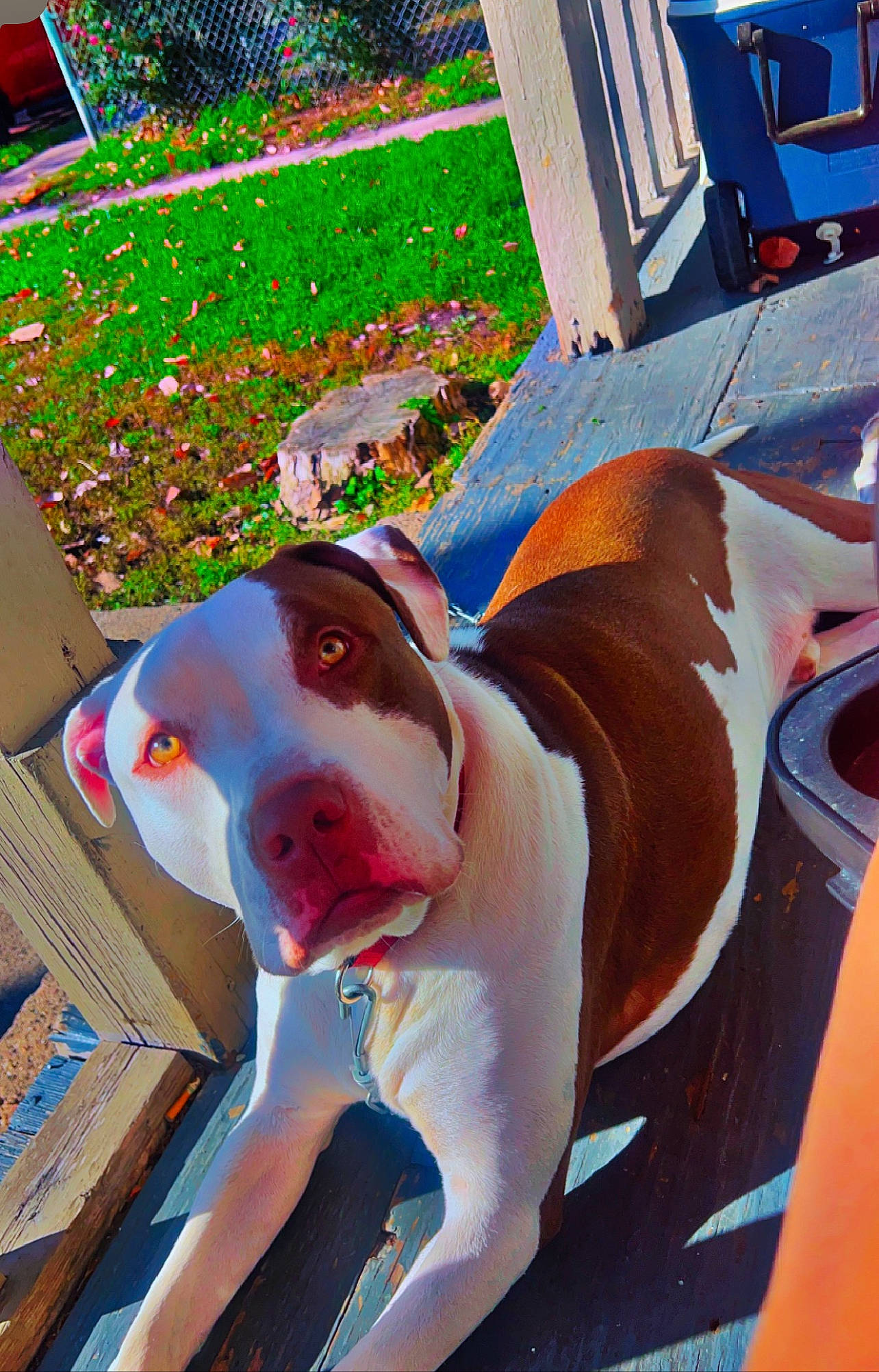 Rocky joined the competition — help win amazing prizes! art, canidae, carnivore, companion_dog, dog, dog_breed, dog_supply, eyewear, fawn, fun, grass, leisure, non_sporting_group, pink, plant, recreation, snout, sporting_group, vacation, working_animal