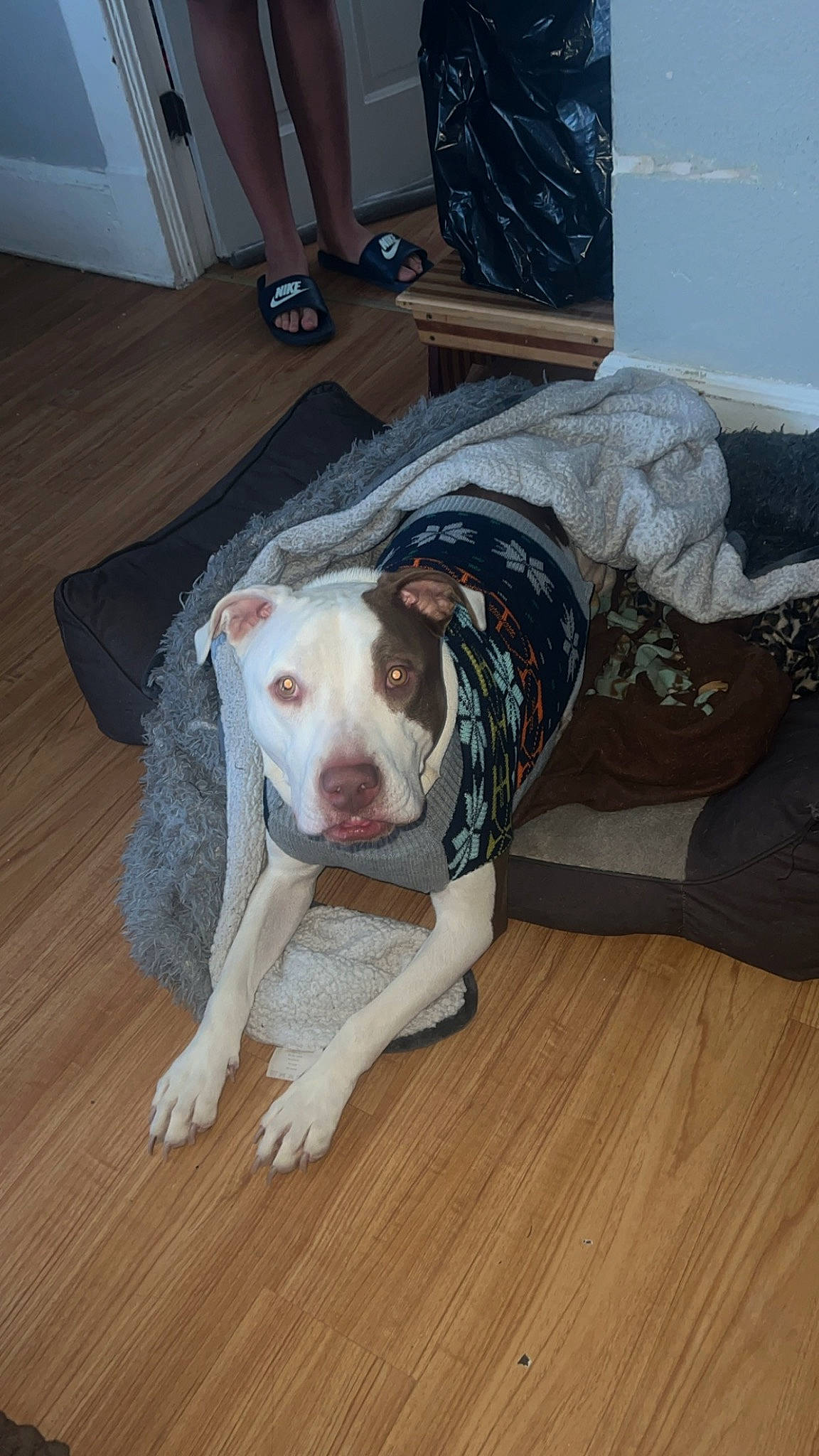 Rocky is registered to the contest to win money with this photo: carnivore, collar, companion_dog, dog, dog_breed, dog_supply, fawn, floor, flooring, fur, hardwood, human_leg, pet_supply, snout, sporting_group, tail, whiskers, wood, wood_flooring, working_animal