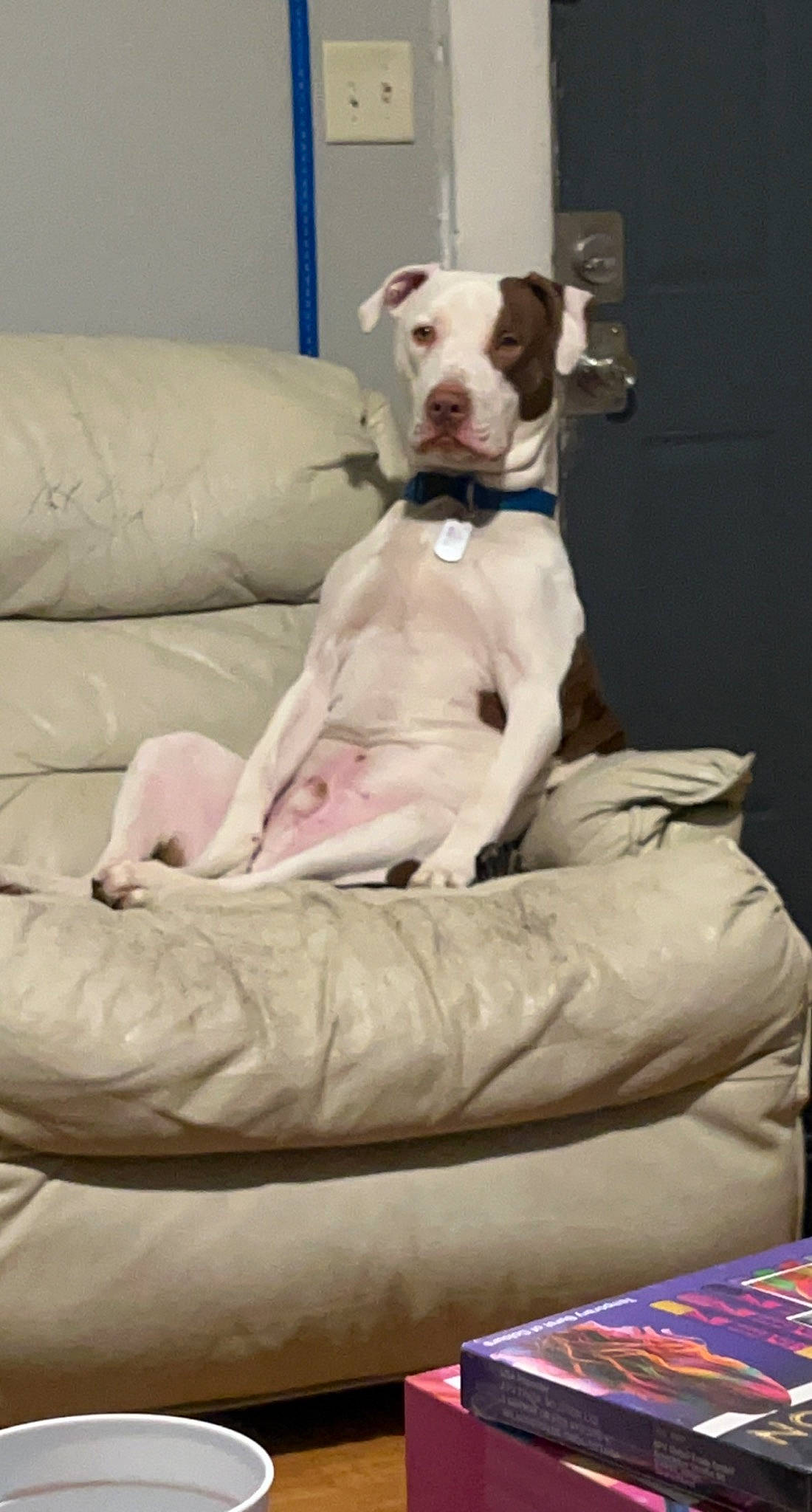 Rocky is registered to the contest to win money with this photo: art, canidae, carnivore, collar, comfort, companion_dog, couch, dog, dog_breed, dog_collar, dog_supply, fawn, linens, non_sporting_group, paw, pet_supply, pillow, sporting_group, tail, working_animal