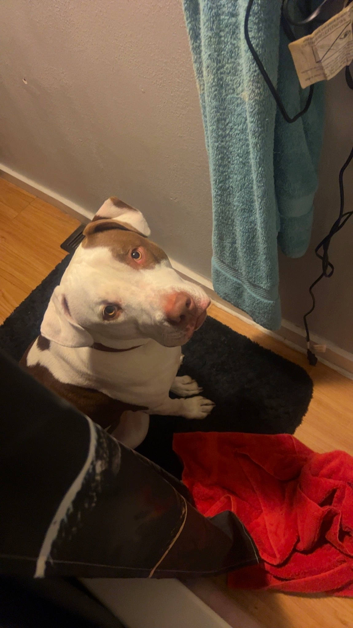 Rocky joined the competition — help win amazing prizes! bull_terrier, bull_terrier_miniature, carnivore, collar, comfort, companion_dog, curtain, dog, dog_breed, dog_collar, ear, fawn, felidae, fur, linens, small_to_medium_sized_cats, snout, sporting_group, whiskers, working_animal