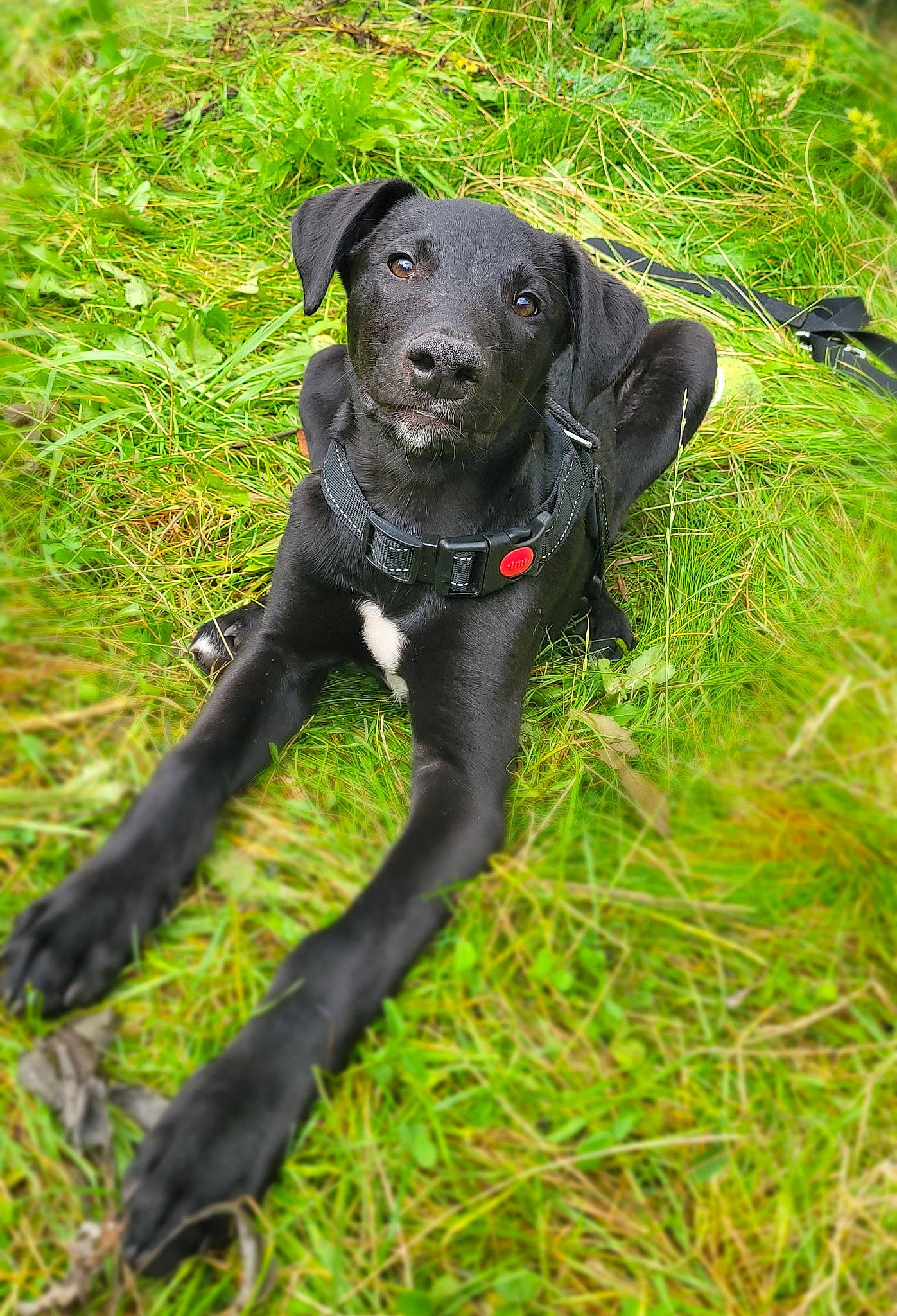 Hades joined the competition — help win amazing prizes! borador, carnivore, collar, companion_dog, dog, dog_breed, dog_collar, fawn, fur, grass, grassland, gun_dog, labrador_retriever, plant, pointing_breed, snout, sporting_group, tail, whiskers, working_animal