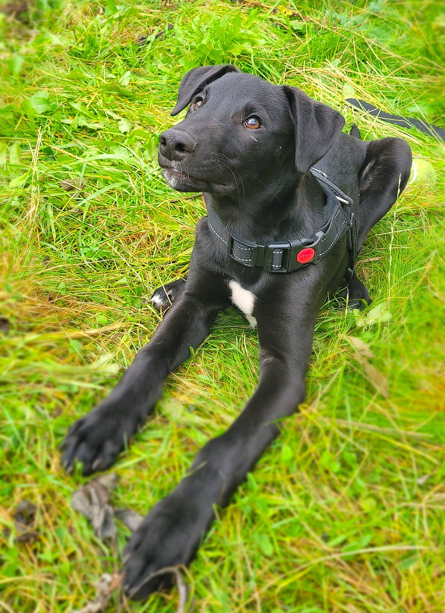 Hades joined the competition — help win amazing prizes! borador, canidae, carnivore, collar, companion_dog, dog, dog_breed, dog_collar, fawn, grass, grassland, groundcover, gun_dog, plant, snout, sporting_group, tail, terrestrial_animal, wildlife, working_animal