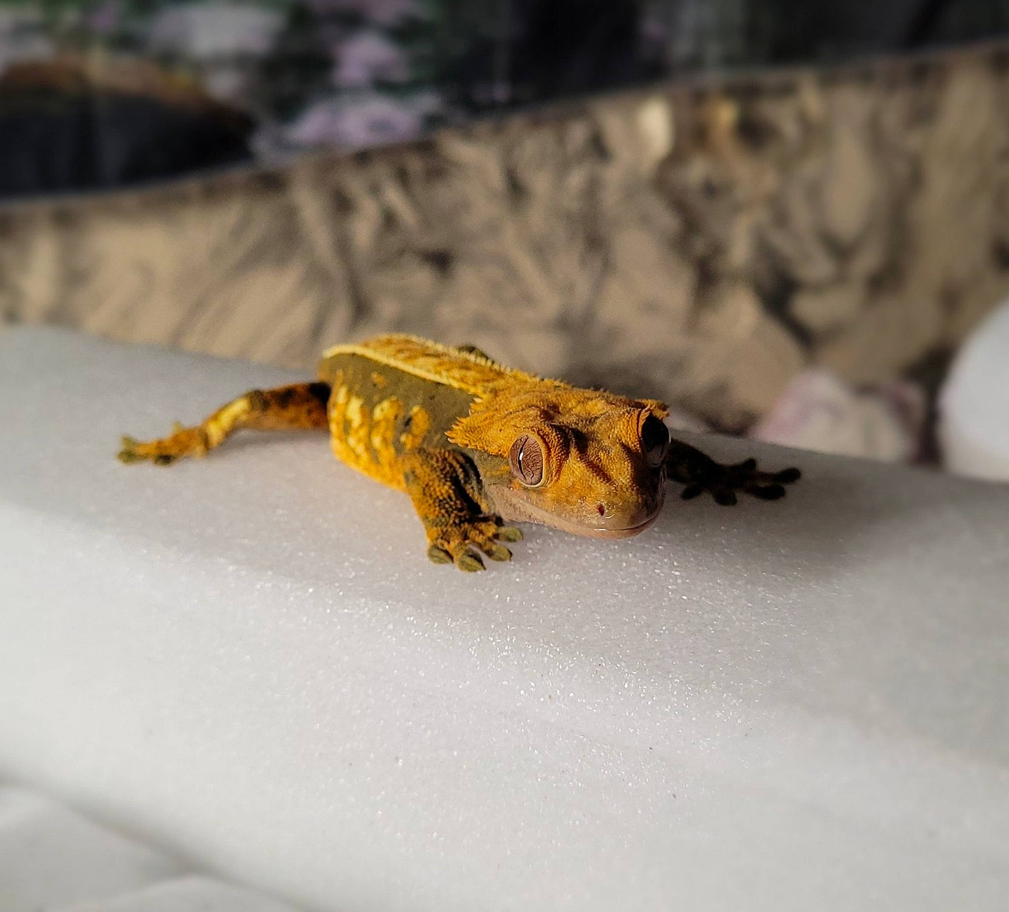 Stormfly joined the competition — help win amazing prizes! amphibian, art, claw, crustacean, decapoda, dragon_lizard, iguania, landscape, lizard, macro_photography, parasite, reptile, rock, scaled_reptile, tail, terrestrial_animal, turtle, wall_lizard, wildlife, wood