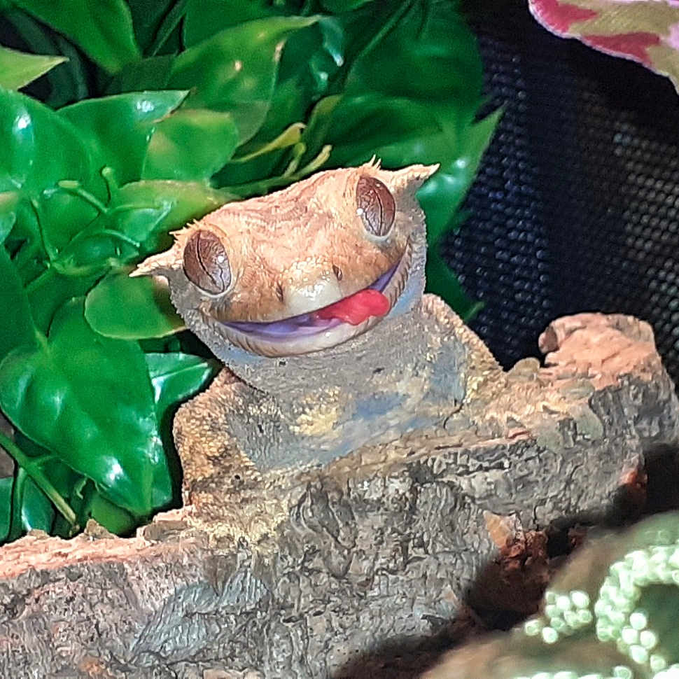 Stormfly is registered to the contest to win money with this photo: amphibian, aquatic_plant, art, botany, frog, grass, iguania, lawn_ornament, organism, plant, python, reptile, scaled_reptile, snake, terrestrial_animal, terrestrial_plant, true_frog, vertebrate, wildlife, wood