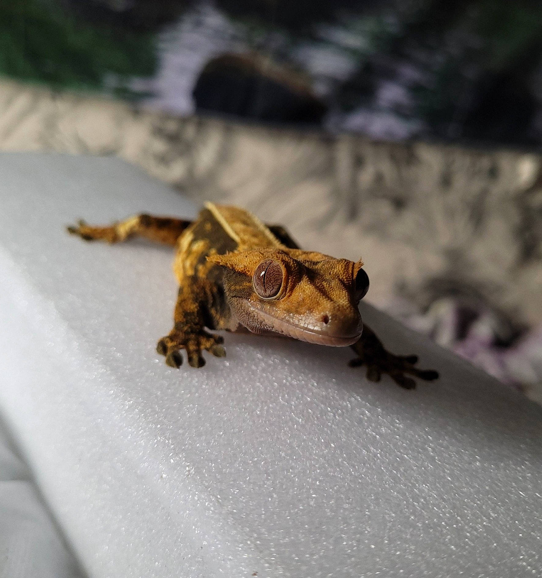 Stormfly joined the competition — help win amazing prizes! amphibian, claw, close_up, dragon_lizard, frog, iguania, lizard, macro_photography, reptile, scaled_reptile, snout, tail, terrestrial_animal, wildlife, wood