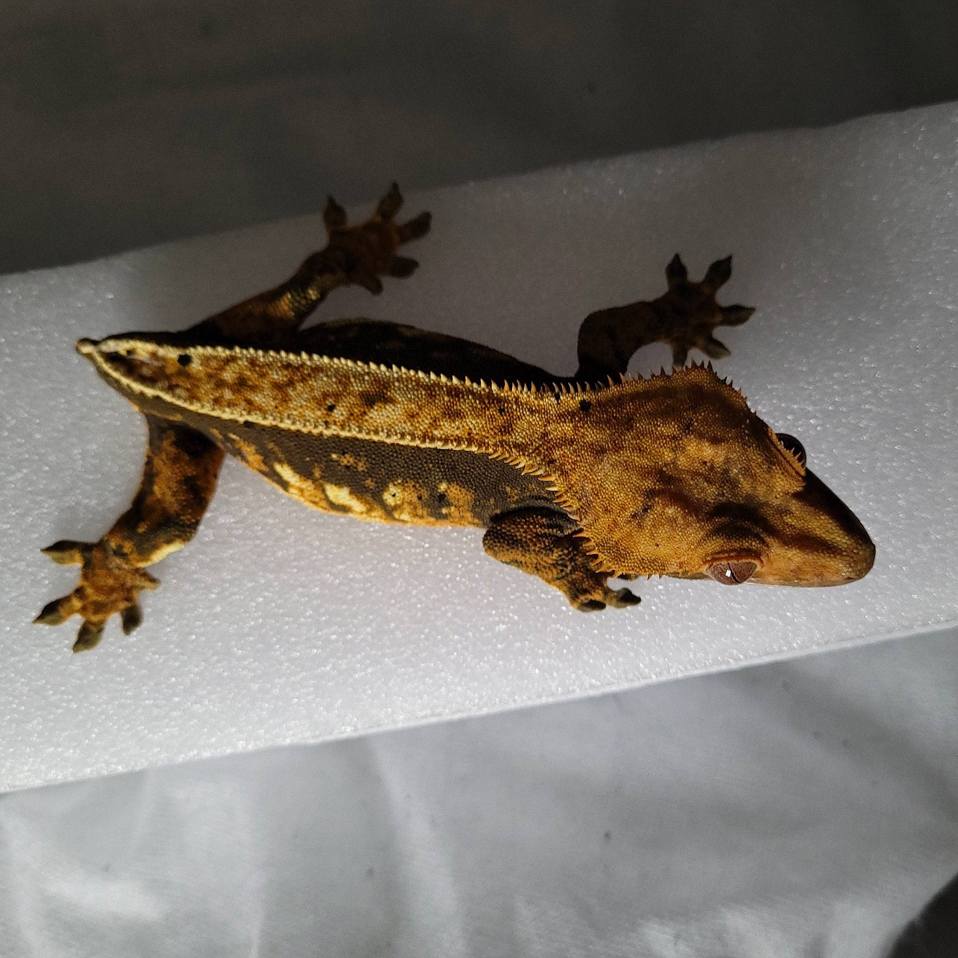 Stormfly is registered to the contest to win money with this photo: alligator, amphibian, claw, crocodile, crocodilia, fin, fish, gecko, lizard, metal, nile_crocodile, pattern, reptile, saltwater_crocodile, scaled_reptile, tail, terrestrial_animal