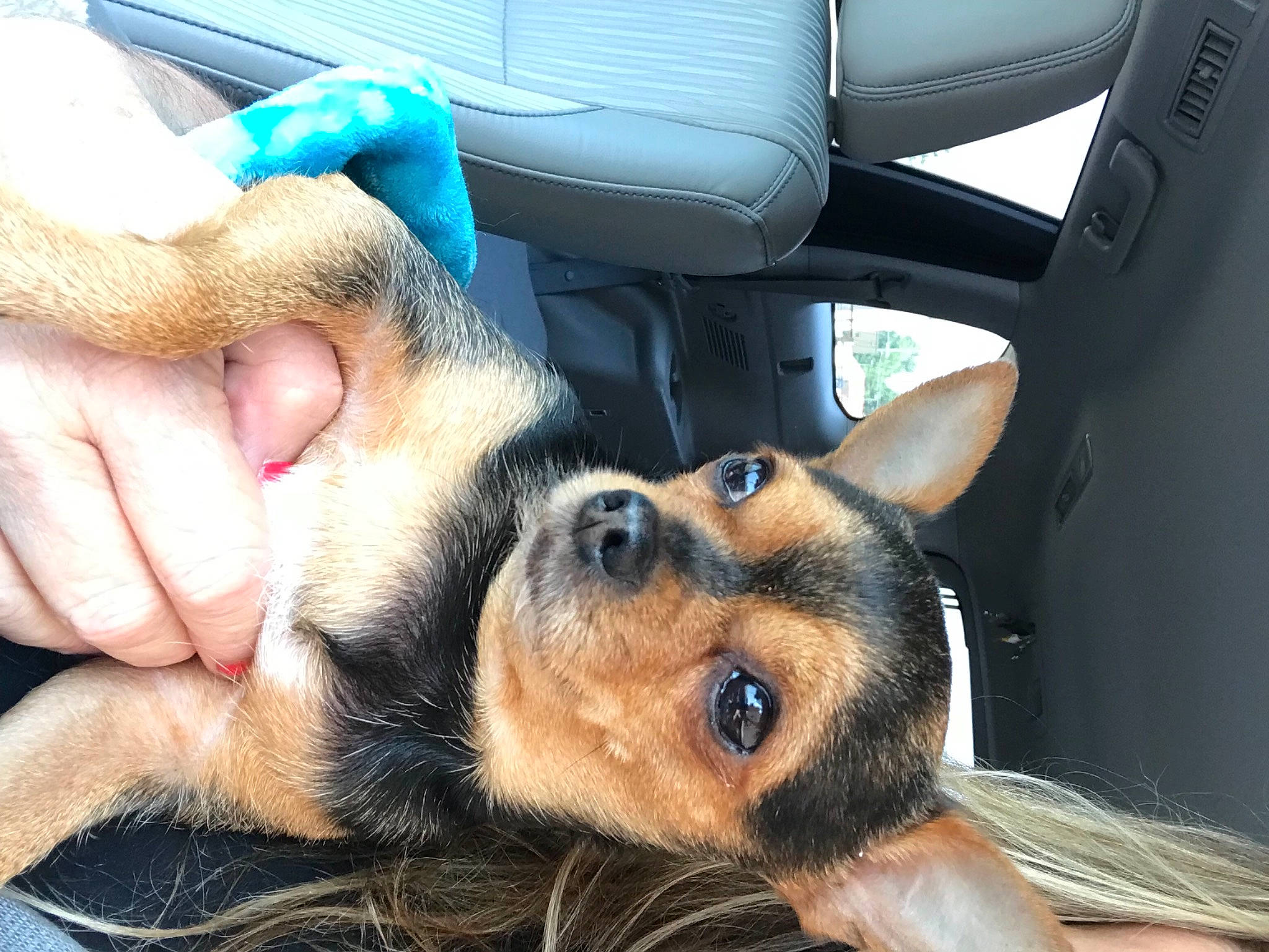 Peanut joined the competition — help win amazing prizes! car_seat, carnivore, comfort, companion_dog, dog, dog_breed, fawn, fur, gesture, hand, nail, paw, personal_luxury_car, snout, steering_wheel, sunglasses, thumb, vehicle_door, whiskers, wrist